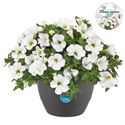 Bild von HP27 o.kl. Calibrachoa White